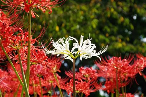 彼岸花日文|日本彼岸花10個絕美賞花景點推薦！充滿神秘氛圍的豔。